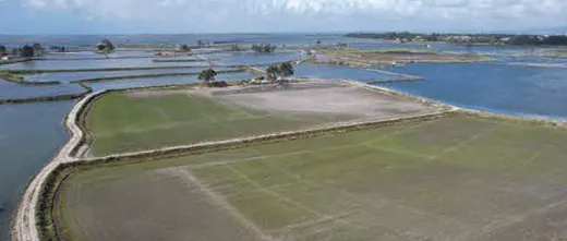 Salicornia Field 2