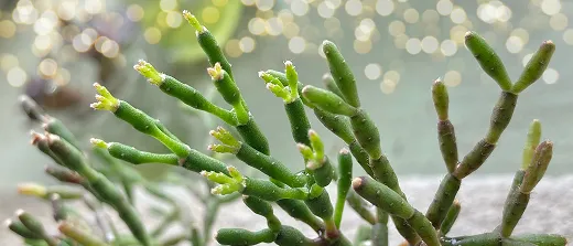 Salicornia Close-up